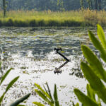 2024-10 - Népal - J11 - Parc National de Chitwan - 036